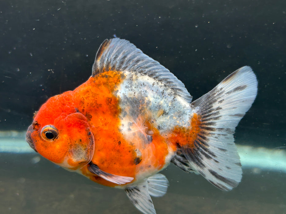 Thai Oranda Godzilla Yuanbao  2.5”Body Male 4 Months (JC-034)R4A08