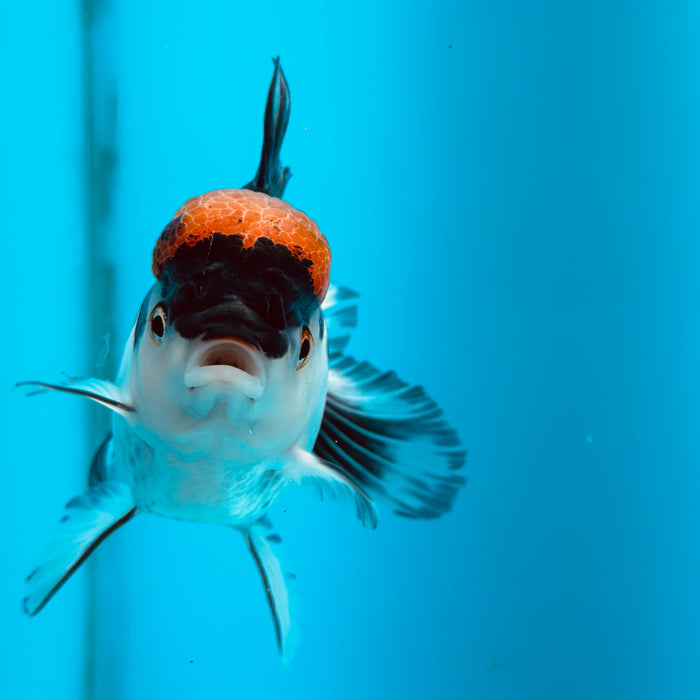 Live Fancy Goldfish Tri Color Thai Oranda 3.50'' (KP-107) Ready To Ship! What You See What You Get.