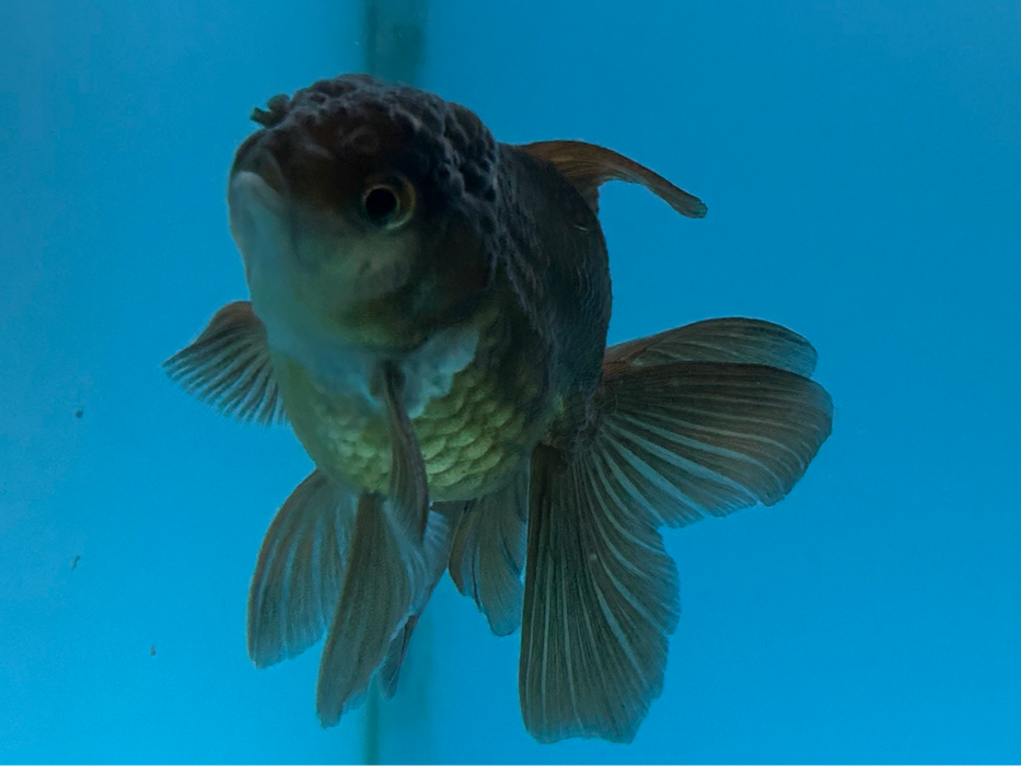 Thai Oranda Yellow Copper Turning Black Rose Tail 2” Body Female 4 Months (JC-122) R1B05