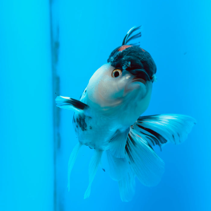 Live Fancy Goldfish Tri Color Thai Oranda 3.50'' (KP-108) Ready To Ship! What You See What You Get.