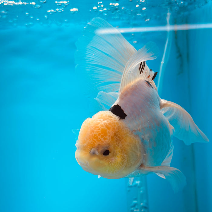 Live Fancy Goldfish Panda Thai Oranda 3.00'' (KP-111) Ready To Ship! What You See What You Get.