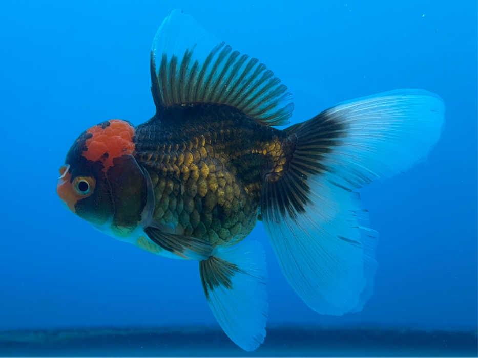 Thai Oranda Yellow Copper Red Cap Apache Rose Tail 3” Body Female 7 Months (JC-117) R1B05