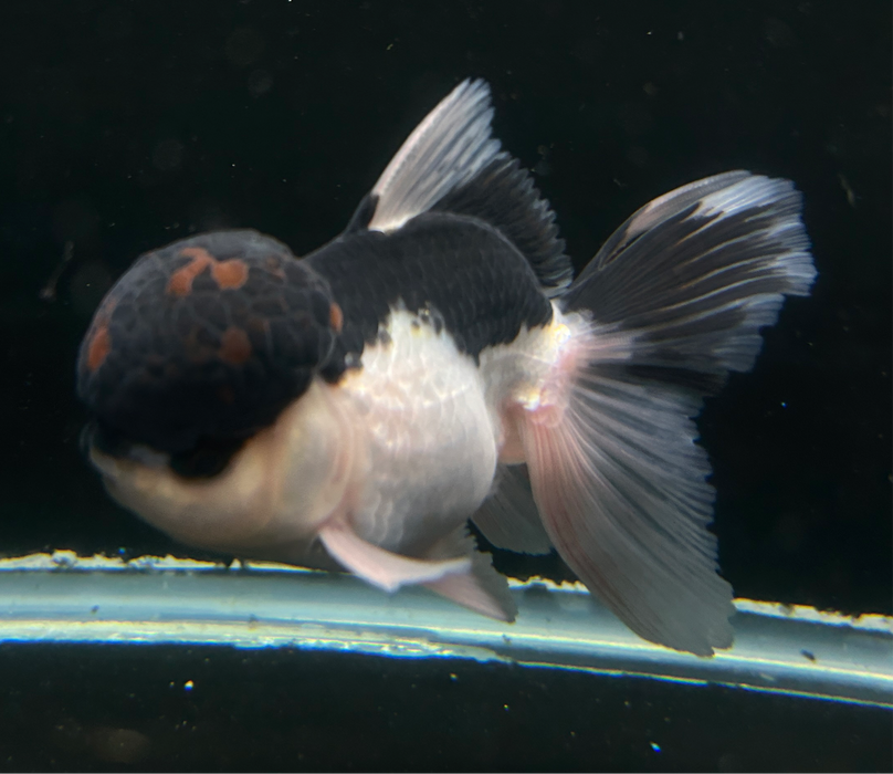 Thai Oranda Tri-Color 3.0” Body Female 6 Months (JC-016)R4C11