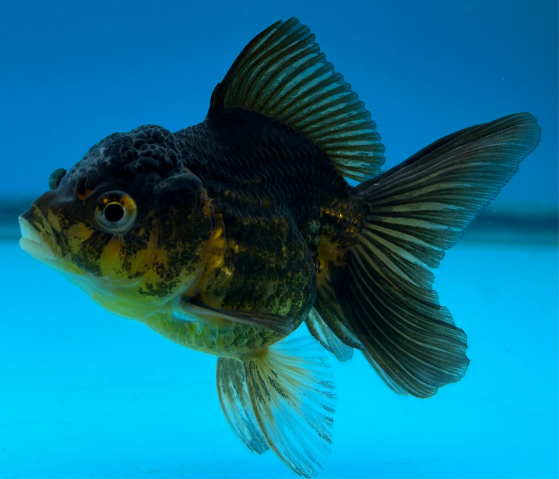 Thai Oranda Rose Tail Golden Copper 2.5” Body Male 6 Months (JC-104) R1B06