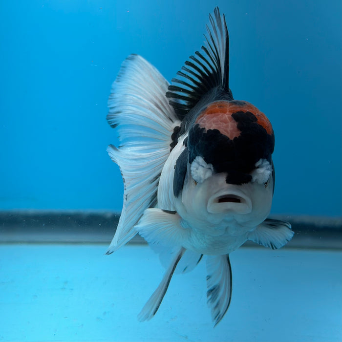 Live Fancy Goldfish Tri Color Thai Oranda 3.50'' (KP-103) Ready To Ship! What You See What You Get.