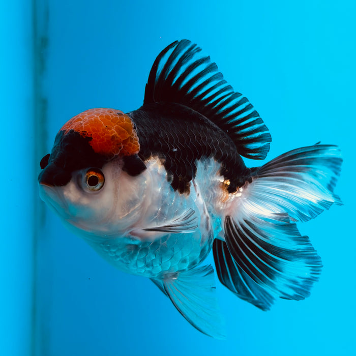 Live Fancy Goldfish Tri Color Thai Oranda 3.50'' (KP-107) Ready To Ship! What You See What You Get.