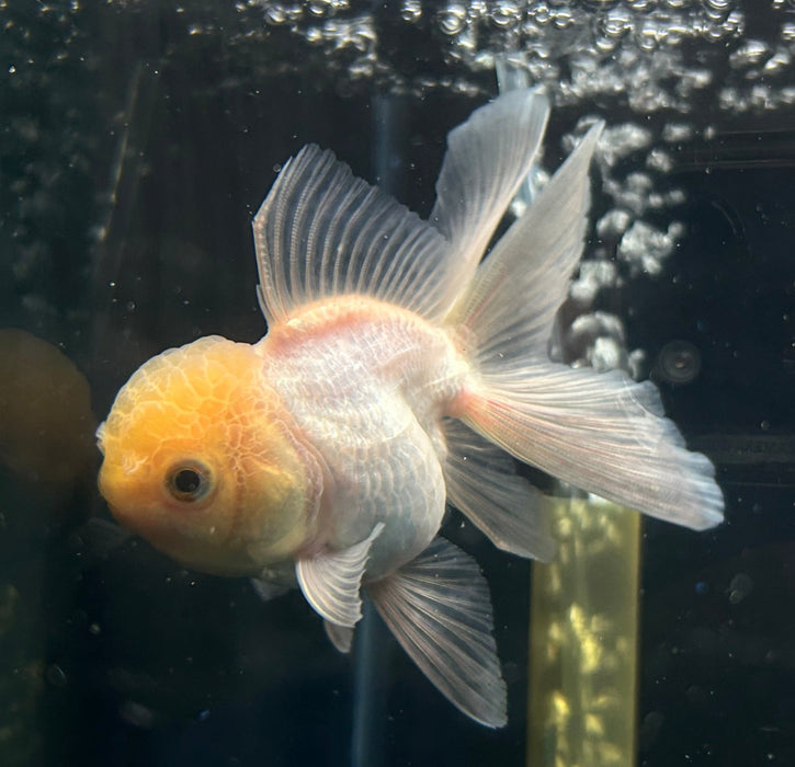 Thai Oranda Lemon Head Cap 2.5” Body Female 6 Months (JC-050)R4B11