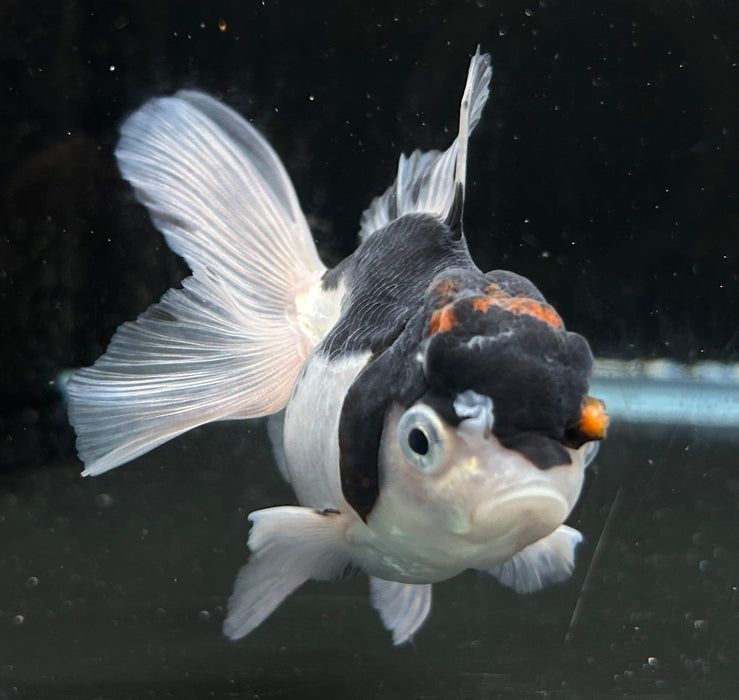 Thai Oranda Tri-Color 2.5” Body Female 6 Months (JC-047)R4C08