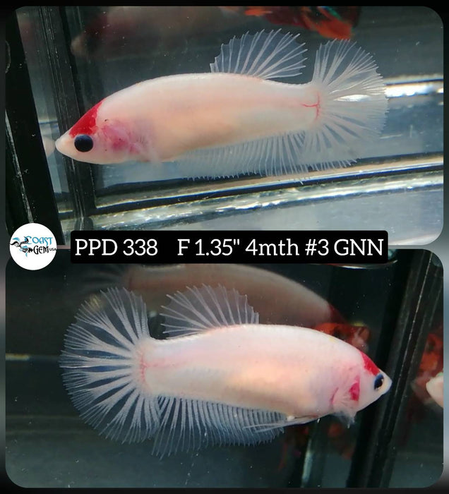 H Live Female Betta Red Tancho Head marking Koi Plakat (PPD-338) High Quality grade What you see what you get!!