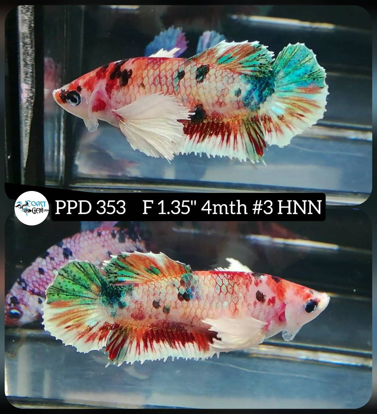 H Live Female Betta Dumbo Big Ear Fancy Koi Plakat (PPD-353) High Qual ...