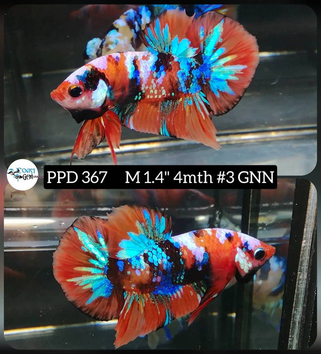 X Live Male Betta Orange Galaxy Koi Plakat (PPD-367) High quality what you see what you get!