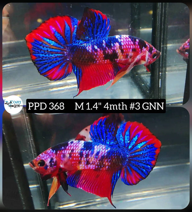 Live Male Betta Fancy marble Plakat (PPD-368) High quality what you see what you get!