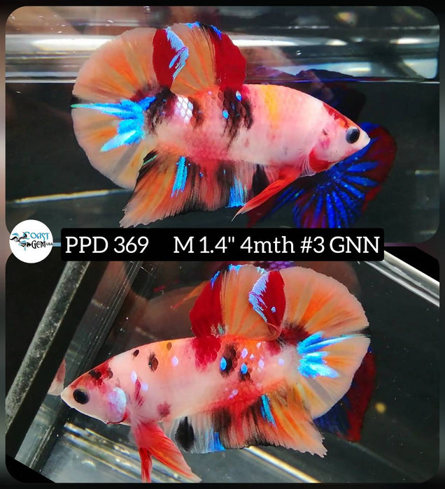 Live Male Betta Orange Nemo Koi Plakat (PPD-369) High quality what you see what you get!