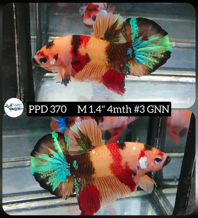 Live Male Betta Orange Nemo Koi Plakat (PPD-370) High quality what you see what you get!