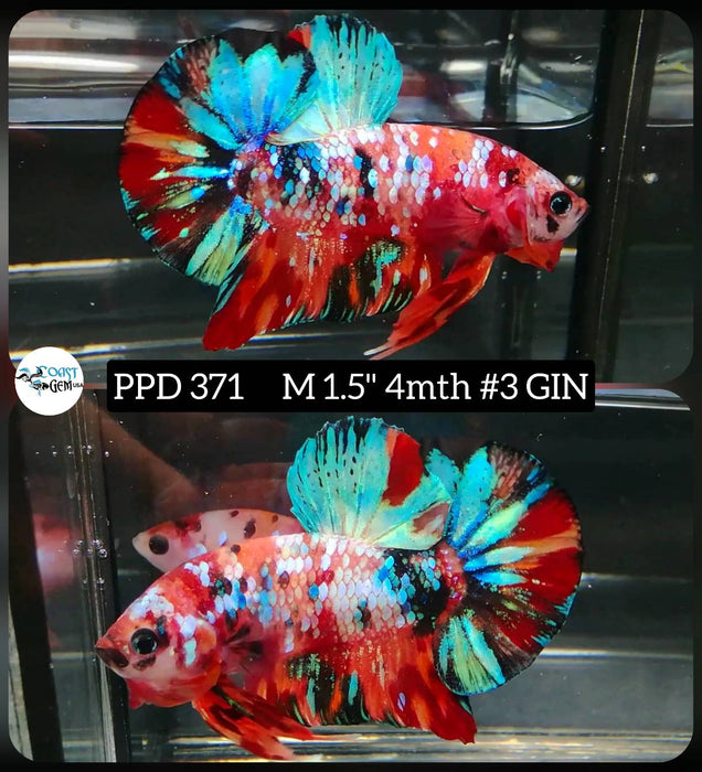 H Live Male Betta Galaxy Nemo Plakat (PPD-371) High quality what you see what you get!