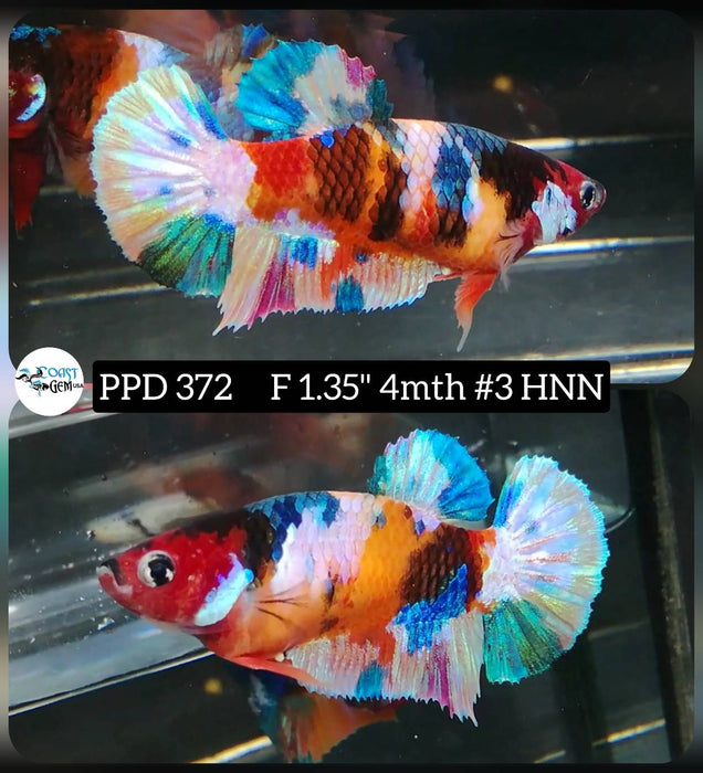 H Live Female Betta Fancy Muti-colors Plakat (PPD-372) High quality what you see what you get!