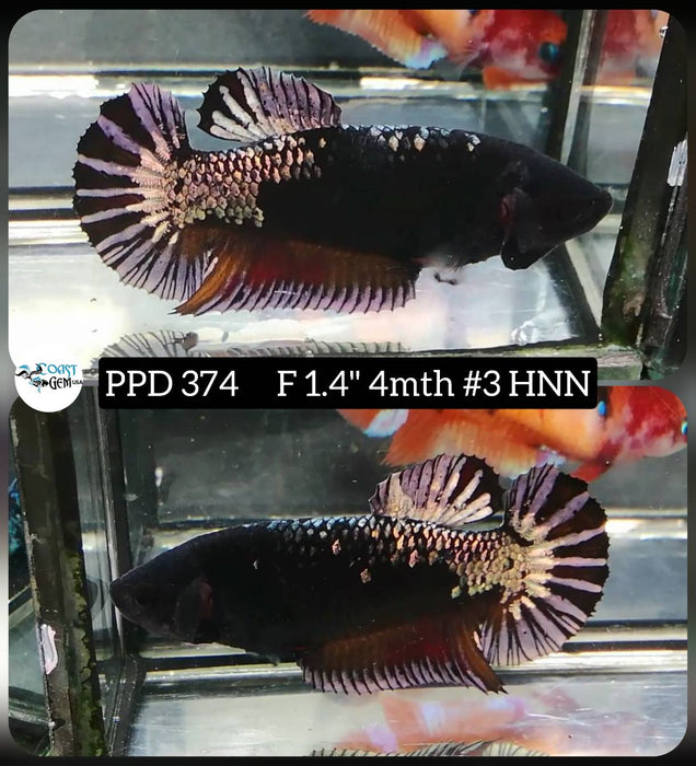 Live Female Betta Copper black Plakat (PPD-374) High quality what you see what you get!