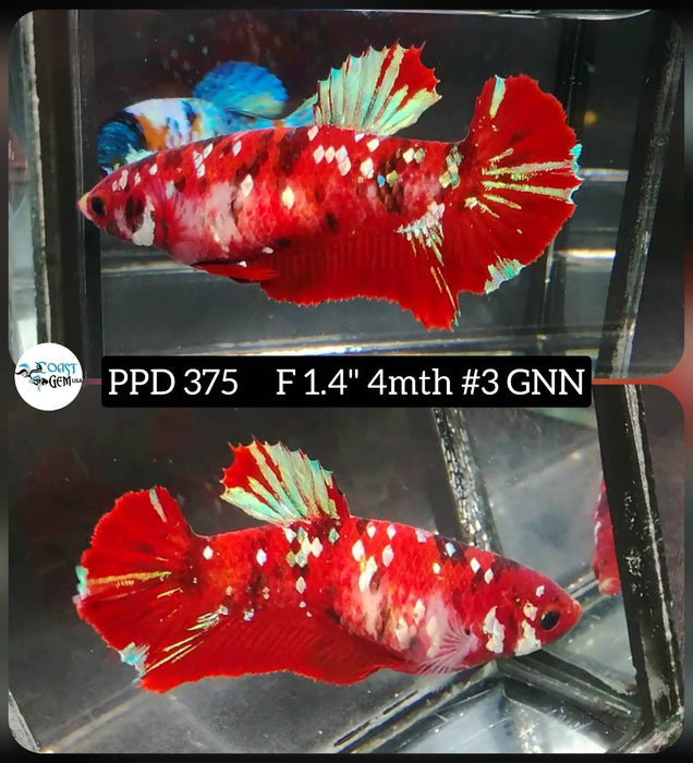 Live Female Betta Red Koi Stardust Plakat (PPD-375) High quality what you see what you get!