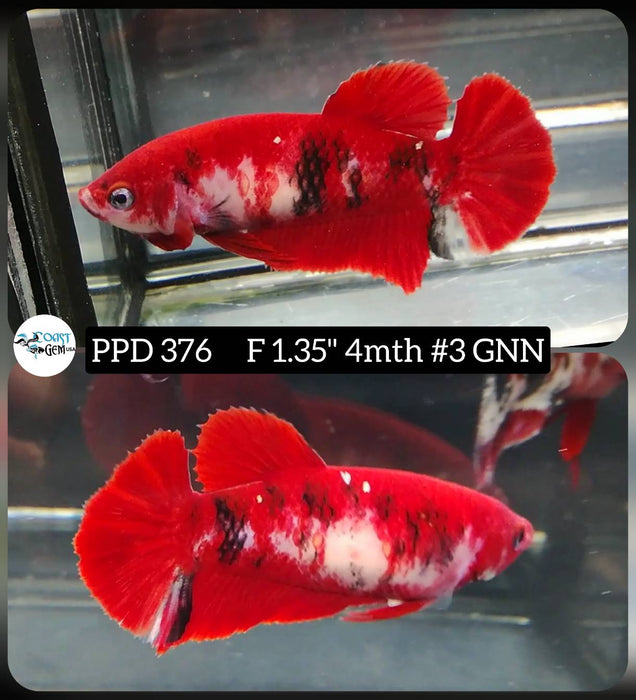 Live Female Betta Classic Red Koi Plakat (PPD-376) High quality what you see what you get!