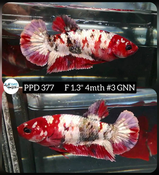 H Live Female Betta Red Copper Koi Plakat (PPD-377) High quality what you see what you get!