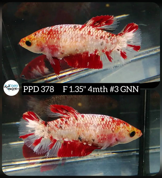 Live Female Betta Red Koi Stardust Plakat (PPD-378) High quality what you see what you get!