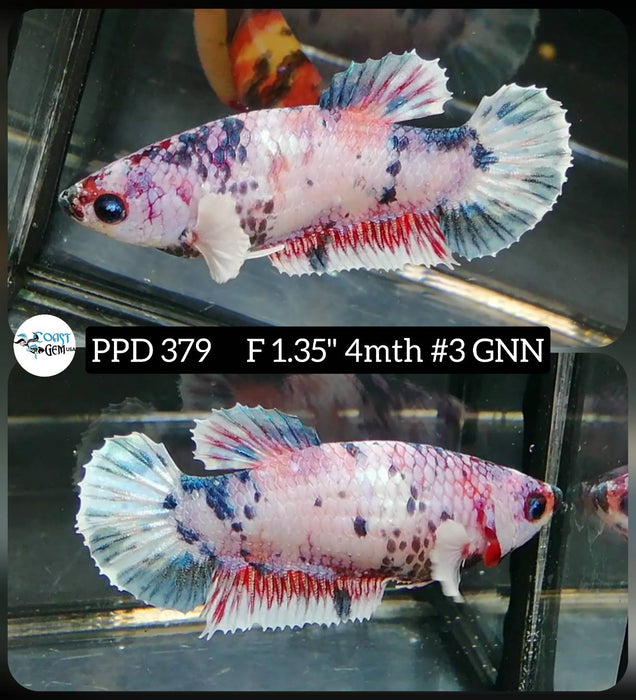 Live Female Betta Fancy marble Plakat (PPD-379) High quality what you see what you get!