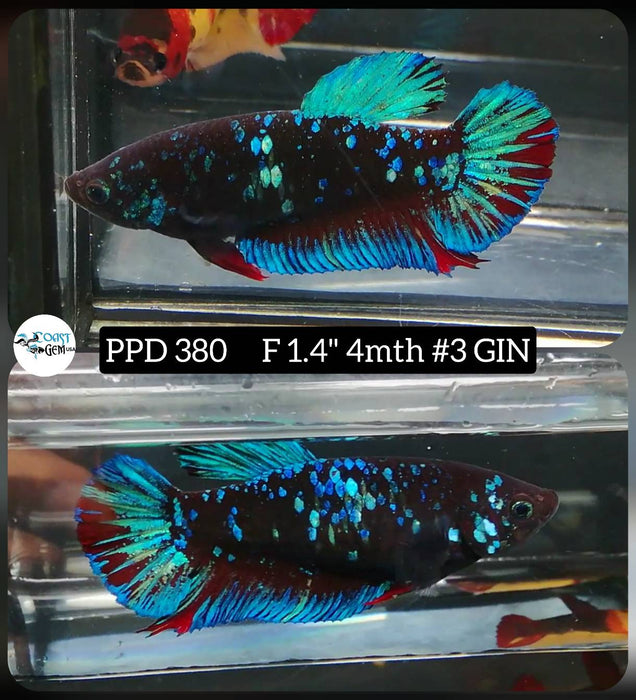 H Live Female Betta Black Avatar Plakat (PPD-380) High quality what you see what you get!