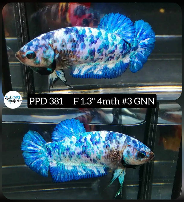 H Live Female Betta Blue marble polkadot Plakat (PPD-381) High quality what you see what you get!