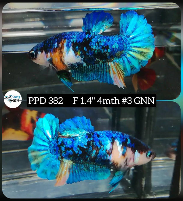 H Live Female Betta Galaxy Koi Plakat (PPD-382) High quality what you see what you get!