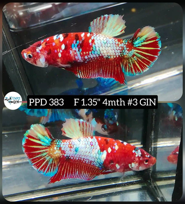 Live Female Betta Galaxy Red Koi Plakat (PPD-383) High quality what you see what you get!