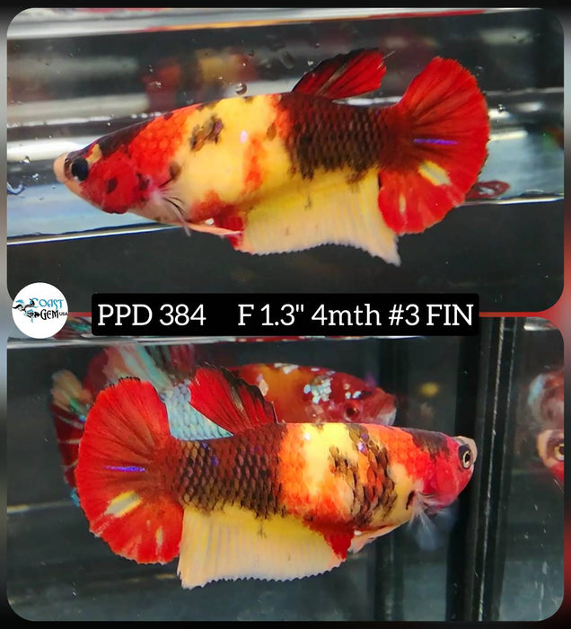 Live Female Betta Classic Nemo Koi Plakat (PPD-384) High quality what you see what you get!