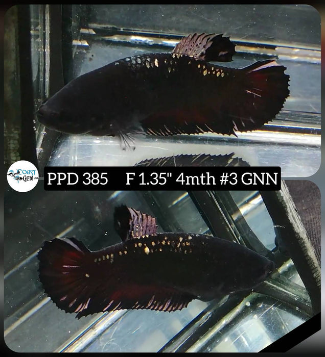 Live Female Betta Copper Black Plakat (PPD-385) High quality what you see what you get!