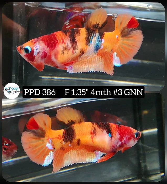 Live Female Betta Orange Nemo Koi Plakat (PPD-386) High quality what you see what you get!