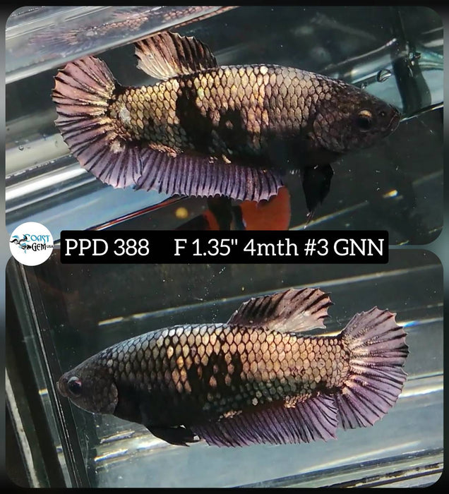 Live Female Betta Copper black Plakat (PPD-388) High quality what you see what you get!