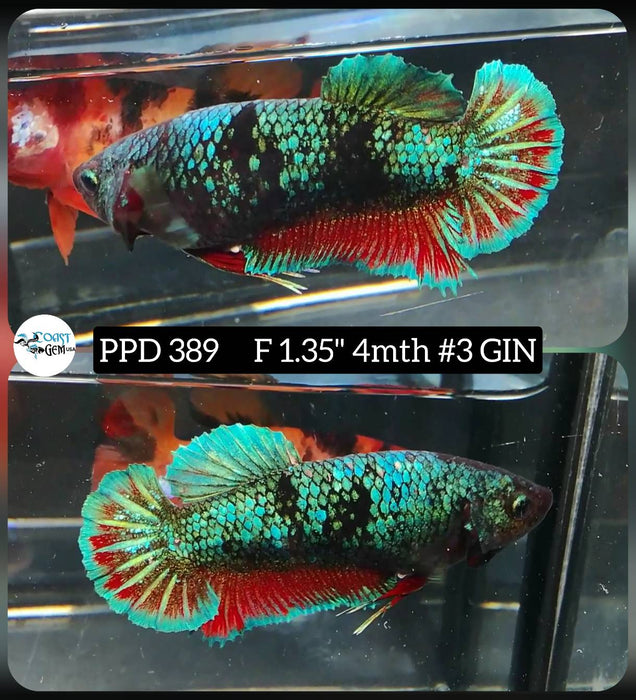 Live Female Betta Green black Avatar Plakat (PPD-389) High quality what you see what you get!