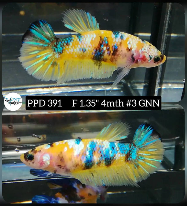 H Live Female Betta Galaxy Yellow Koi Plakat (PPD-391) High quality what you see what you get!