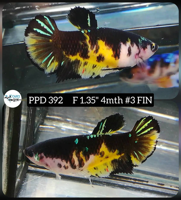 Live Female Betta Tiger Yellow Koi Plakat (PPD-392) High quality what you see what you get!