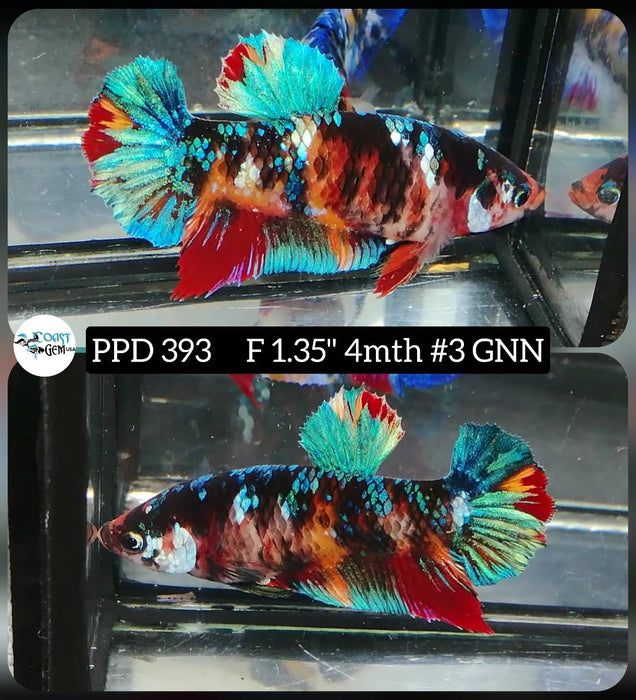 Live Female Betta Red Galaxy Koi Plakat (PPD-393) High quality what you see what you get!