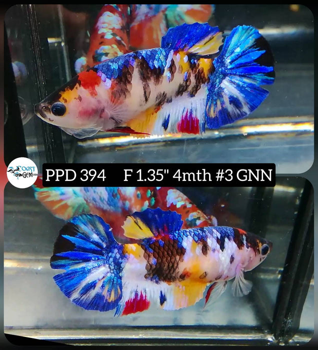 H Live Female Betta Fancy Koi Plakat (PPD-394) High quality what you see what you get!