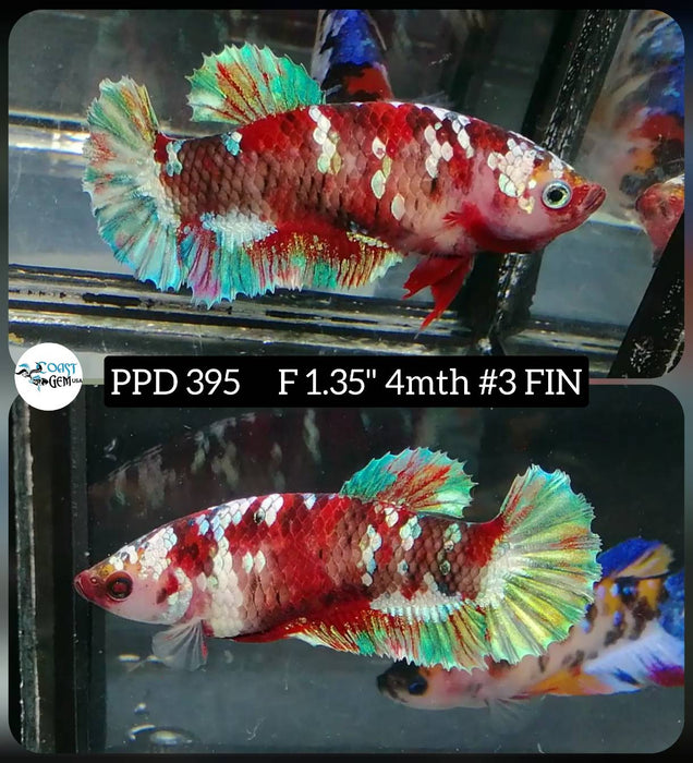 Live Female Betta Red Galaxy Koi Plakat (PPD-395) High quality what you see what you get!