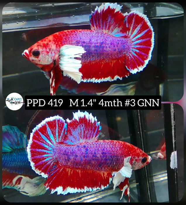 Live Male Betta Dumbo Big ear Red Fancy Plakat (PPD-419) High quality what you see what you get!!