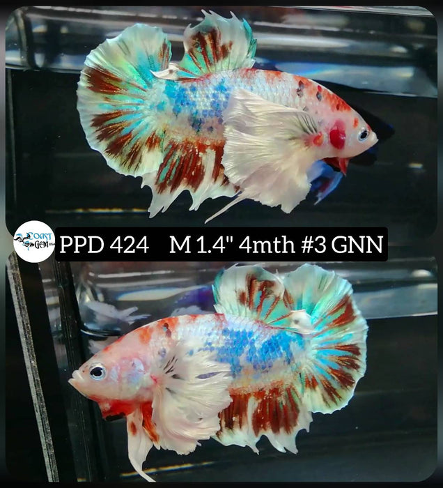 Live Male Betta Dumbo Big ear Copper Fancy Plakat (PPD-424) High quality what you see what you get!!