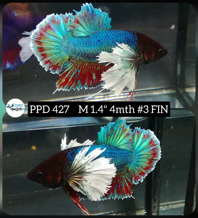 Live Male Betta Dumbo Big ear Copper Green Plakat (PPD-427) High quality what you see what you get!!