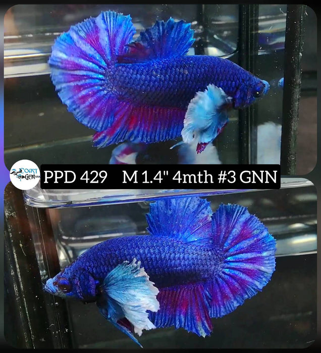 Live Male Betta Dumbo Big ear Blue Fancy Plakat (PPD-429) High quality what you see what you get!!