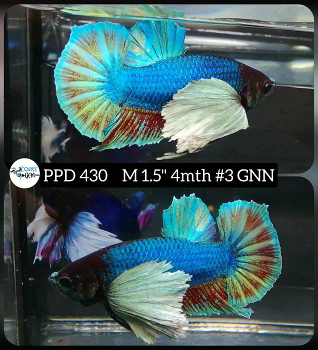 Live Male Betta Dumbo Big ear Copper Green Plakat (PPD-430) High quality what you see what you get!!