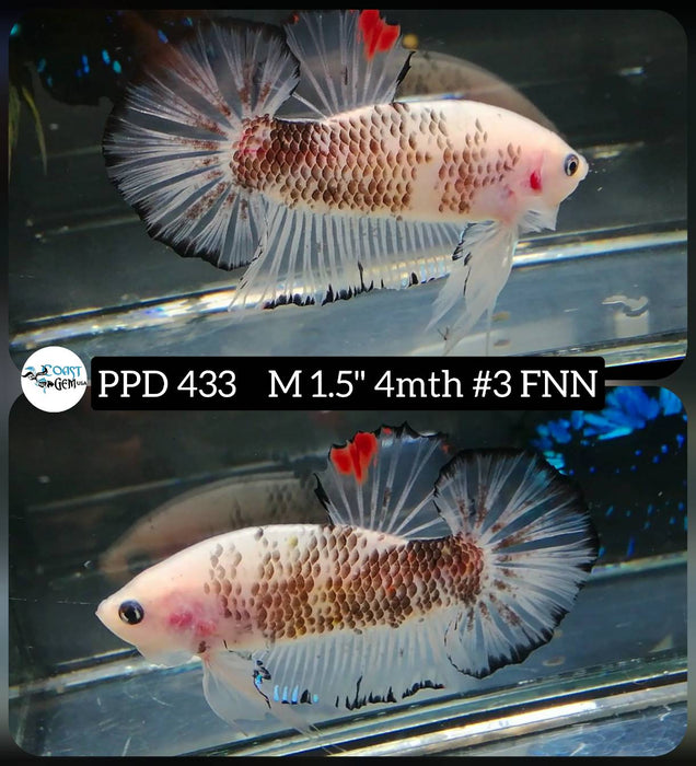 Live Male Betta Black Koi Plakat (PPD-433) High quality what you see what you get!!