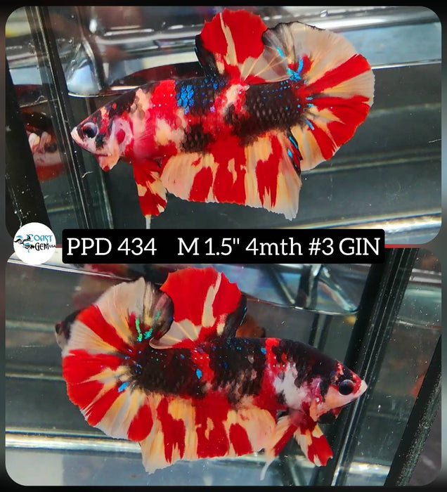 Live Male Betta Black Classic Nemo Plakat (PPD-434) High quality what you see what you get!!