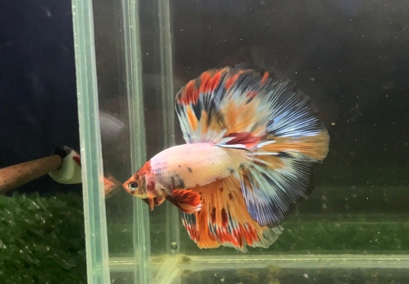 High Grade Fancy Multicolor Candy Marble Dot Over Halfmoon Male Betta (CBM-1030 GROUP)Our Choice BUY 4 GET 1 FREE MIX & MATCH