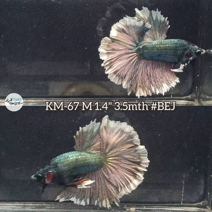 Live Male Betta Copper Dark tone Halfmoon (KM-67) High quality what you see what you get!!