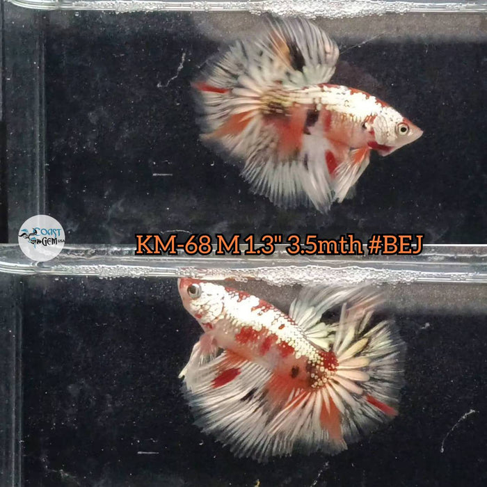 Live Male Betta Copper Nemo Koi Halfmoon (KM-68) High quality what you see what you get!!